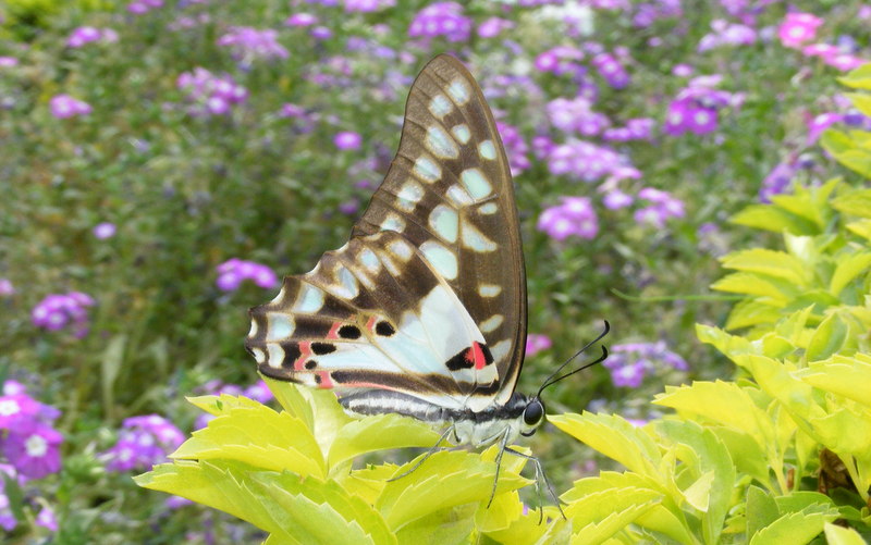 Common Jay